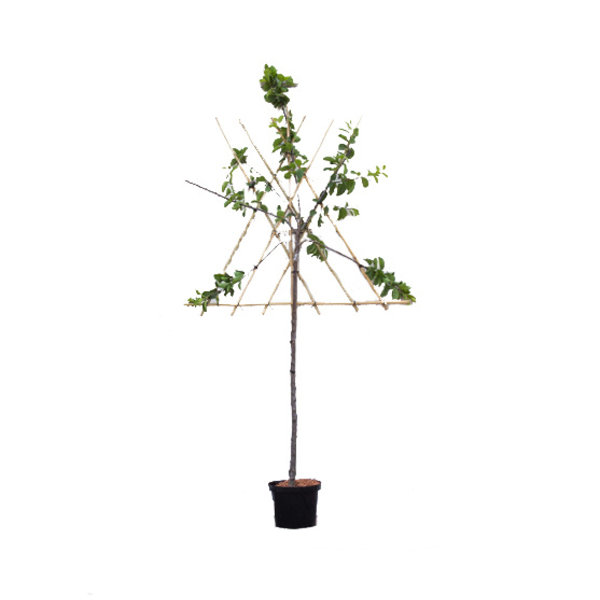 Prunus domestica 'Reine Claude D'Oullins' Pruim