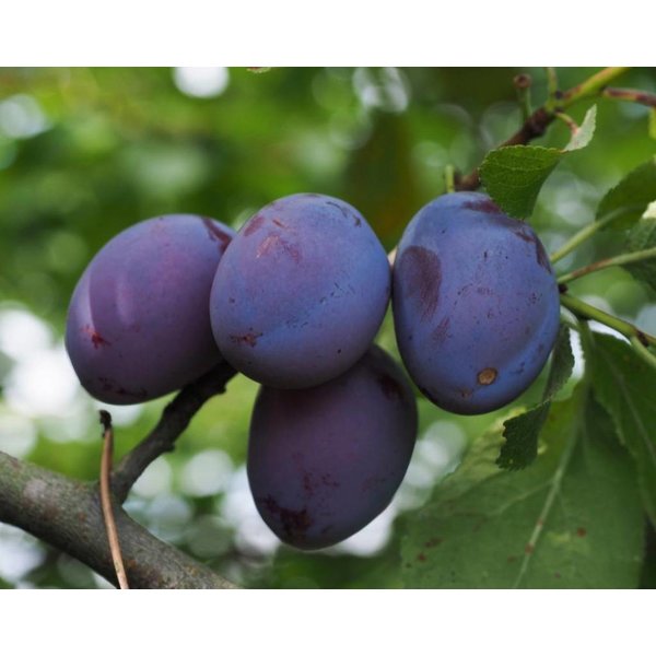 Prunus domestica 'Czar' Pruim