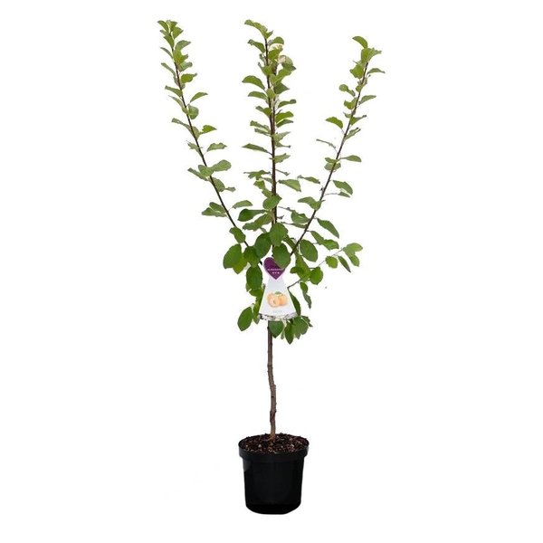 Prunus domestica 'Czar' Pruim