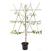 Prunus domestica 'Opal' Pruim