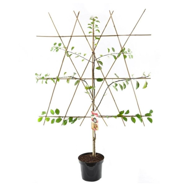 Prunus domestica 'Opal' Pruim