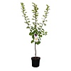 Prunus domestica 'Reine Claude d'Althan' Pruim