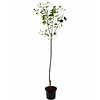 Prunus domestica 'Reine Claude d'Althan' Pruim