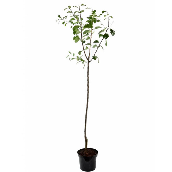 Prunus domestica 'Reine Claude d'Althan' Pruim
