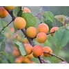 Prunus armeniaca 'Bergeron' Abrikoos