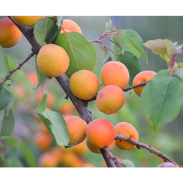 Prunus armeniaca 'Bergeron' Abrikoos