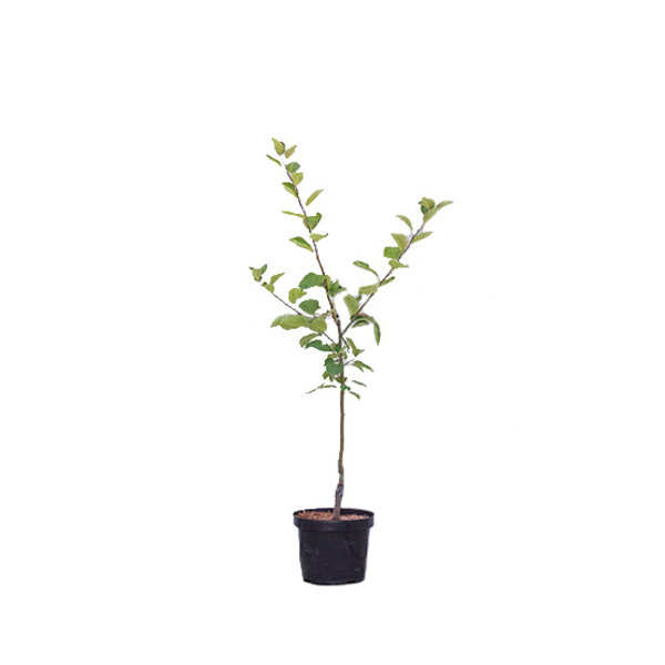 Malus domestica 'Benoni' Handappel