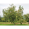 Malus domestica 'Benoni' Handappel leivorm