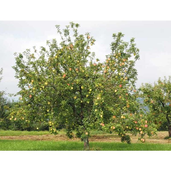 Malus domestica 'Benoni' Handappel leivorm