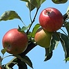 Malus domestica 'Benoni' Handappel leivorm