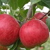 Malus domestica 'Ecolette' Handappel