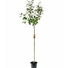 Malus domestica 'Ecolette' Handappel