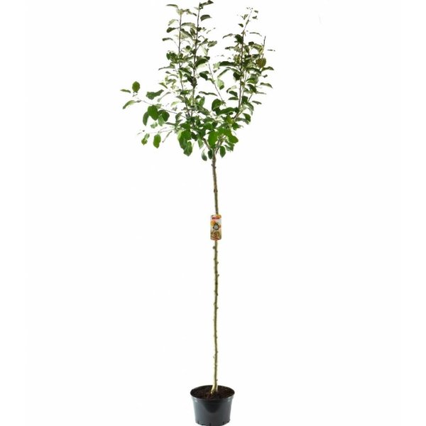 Malus domestica 'Ecolette' Handappel