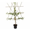 Malus domestica 'Ecolette' Handappel leivorm