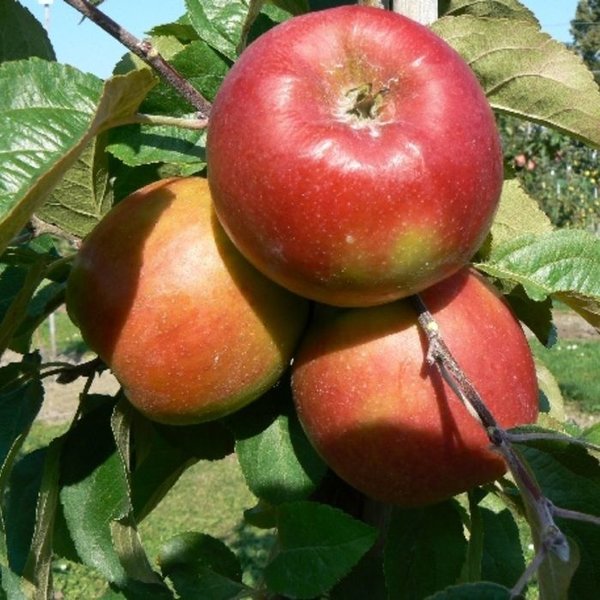 Malus domestica 'Santana' Handappel