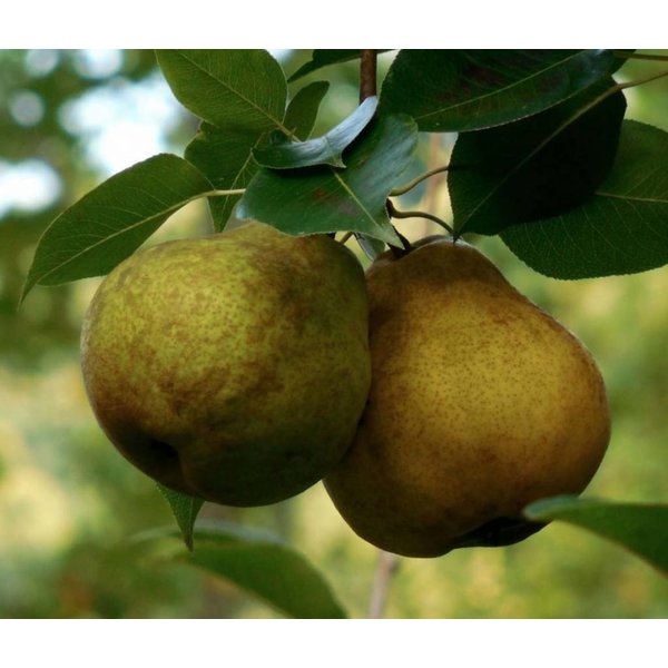 Pyrus communis 'Beurre Hardy'Handpeer