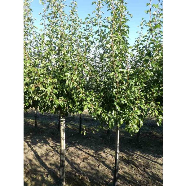 Pyrus communis 'Beurre Hardy'Handpeer