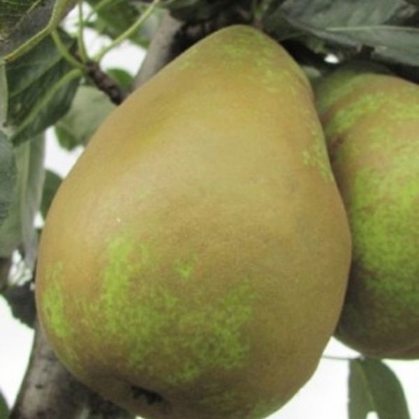 Pyrus communis 'Triomphe de Vienne' Handpeer