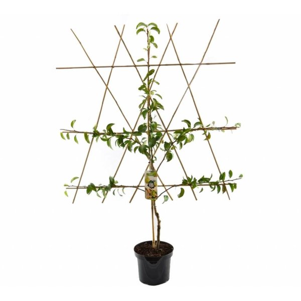 Pyrus communis 'Triomphe de Vienne' Handpeer