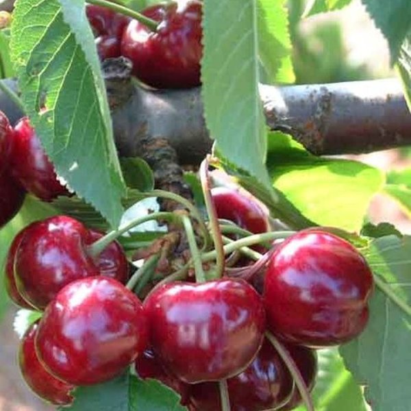 Prunus avium 'Bigarreau Burlat' Kers