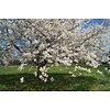 Prunus avium 'Hedelfinger' Kers