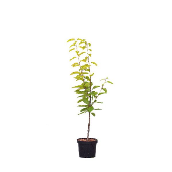 Prunus avium 'Hedelfinger' Kers