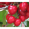 Prunus avium 'Hedelfinger' Kers