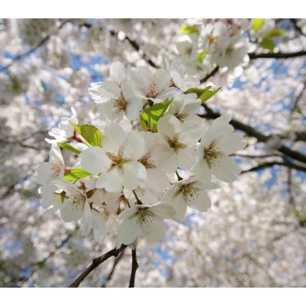 Prunus avium 'Varikse Zwarte' Kers