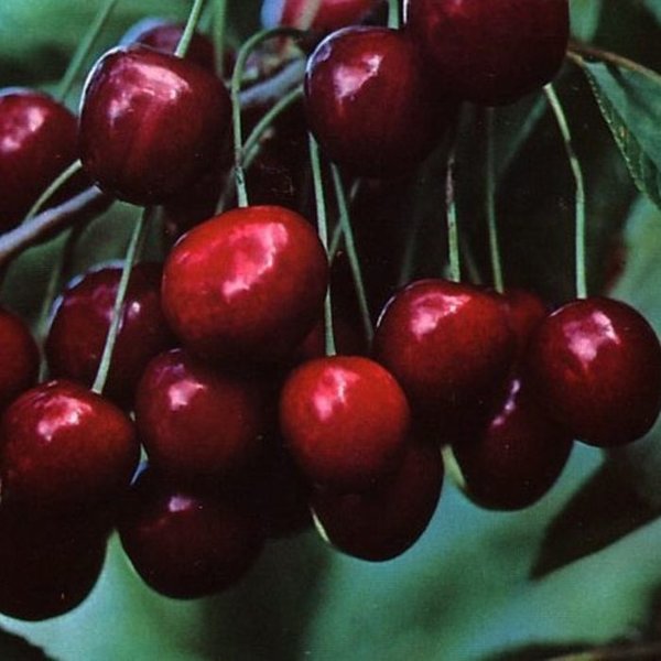  Prunus avium 'Stella' Kers