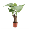 Alocasia macrorrhiza