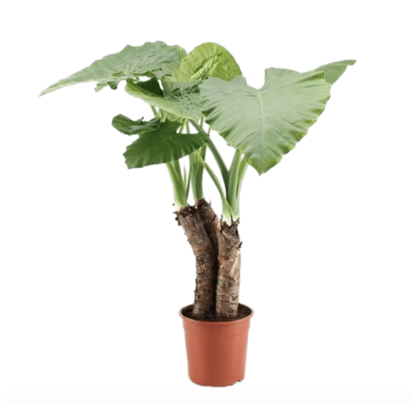 Alocasia macrorrhiza met stammen