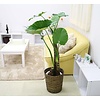 Alocasia macrorrhiza