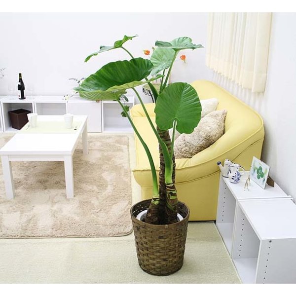 Alocasia macrorrhiza