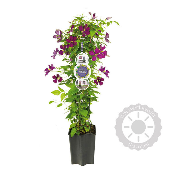 Clematis 'Etoile Violette'
