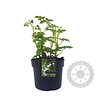 Dicentra eximia 'Alba' Gebroken Hartje
