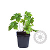 Geranium nodosum