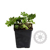 Geranium phaeum