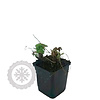 Geranium phaeum