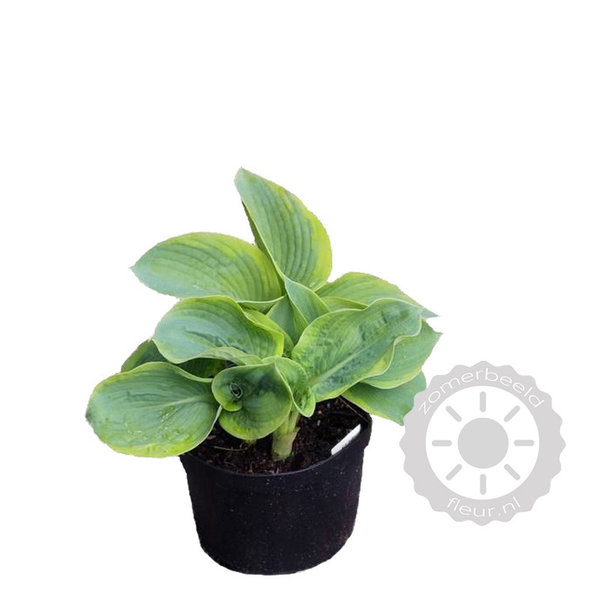 Hosta sieboldiana 'Frances Williams' Hartlelie