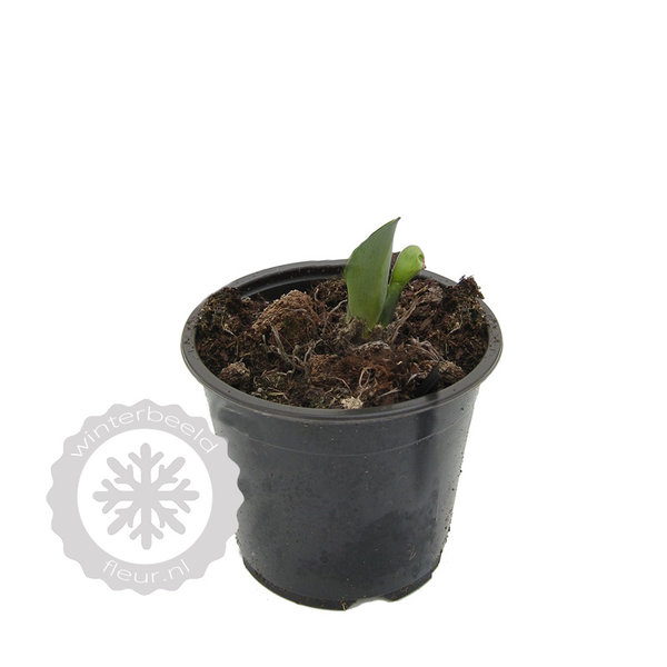 Hosta sieboldii 'Snowflakes' Hartlelie