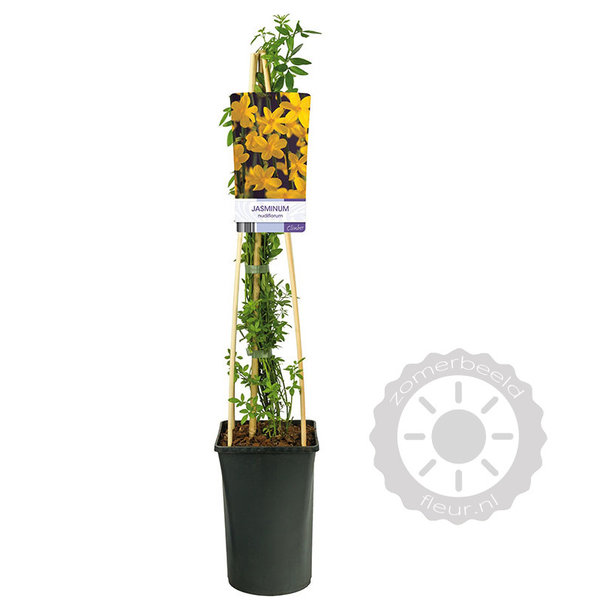 Jasminum nudiflorum Winterjasmijn