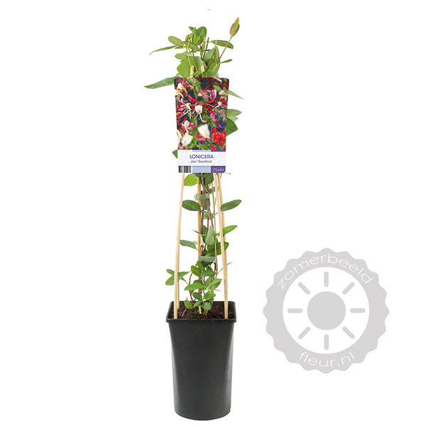 Lonicera periclymenum 'Serotina' Kamperfoelie