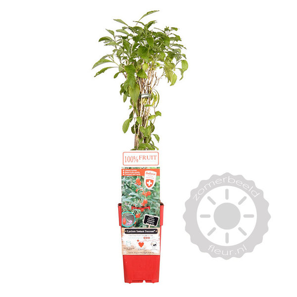 Lycium barbarum 'Instant Succes' Gojibes