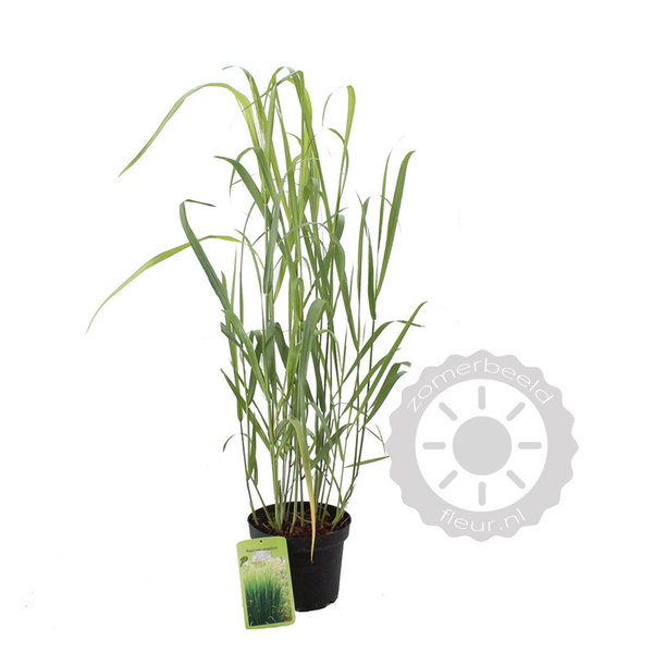 Panicum virgatum 'Dallas Blues'