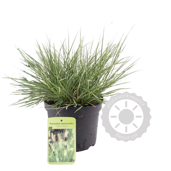 Pennisetum alopecuroides 'Little Honey'