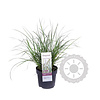 Pennisetum alopecuroides 'Hameln'