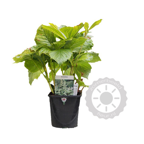 Rodgersia pinnata Schout bij Nacht