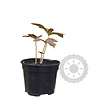 Rodgersia 'Chocolate Wings' Schout bij Nacht