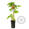 Rubus idaeus 'Fallgold' Gele Framboos