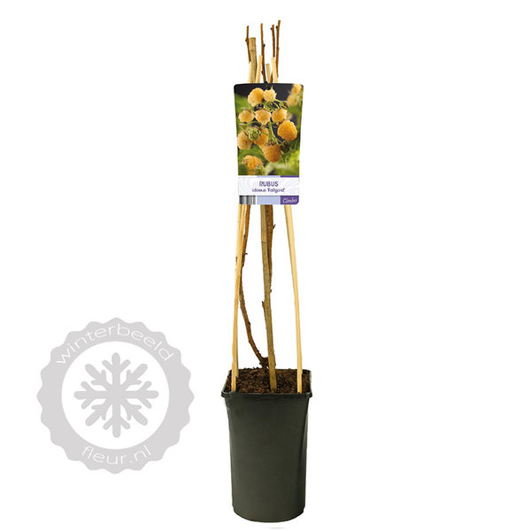 Rubus idaeus 'Fallgold' Gele Framboos